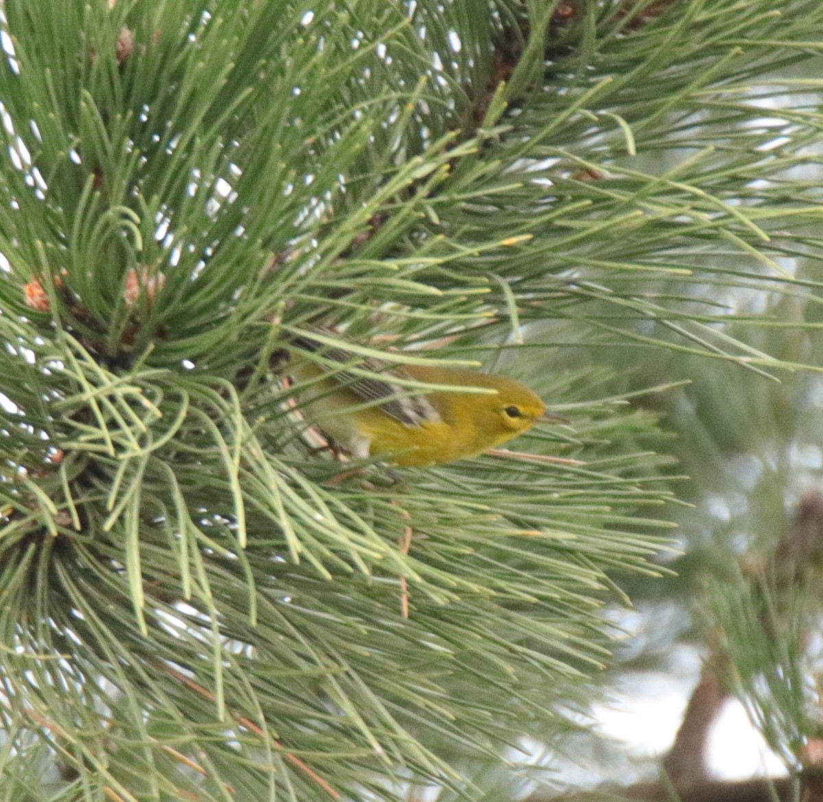 Pine Warbler - ML117651821