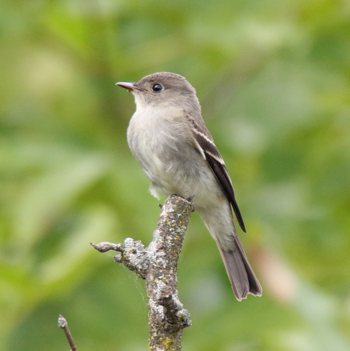 Eastern Wood-Pewee - ML117651891