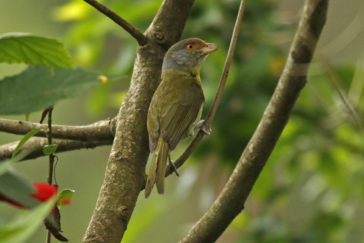 Rufous-browed Peppershrike - ML117651931