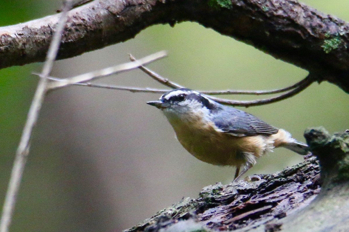 Red-breasted Nuthatch - ML117652551