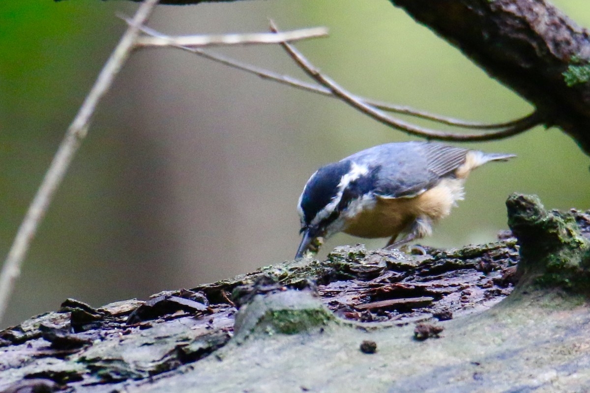 Red-breasted Nuthatch - ML117652571