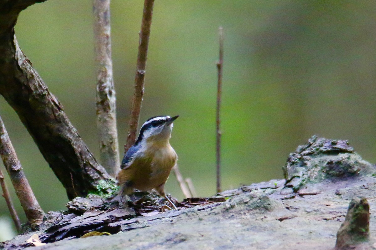 Red-breasted Nuthatch - ML117652581