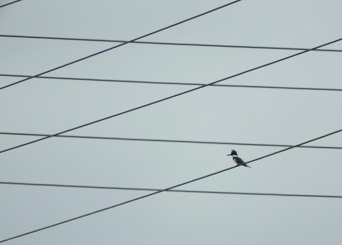 Belted Kingfisher - ML117653331