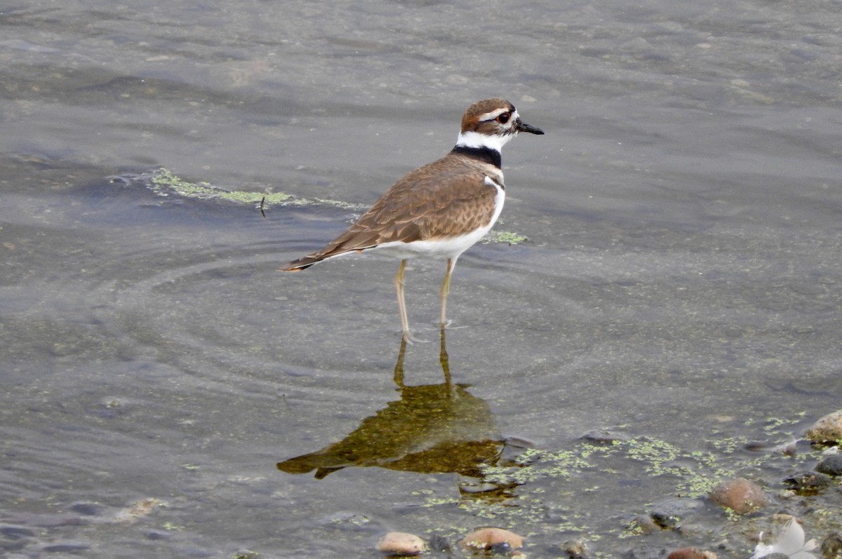 Killdeer - ML117653411