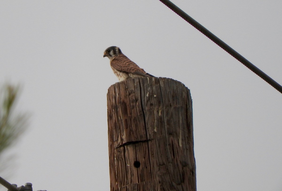 American Kestrel - ML117653451