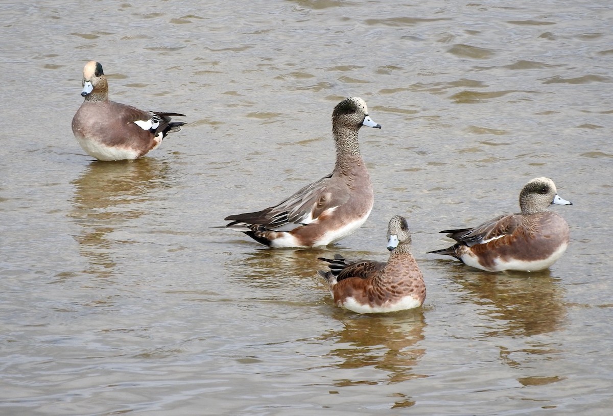 American Wigeon - ML117653551