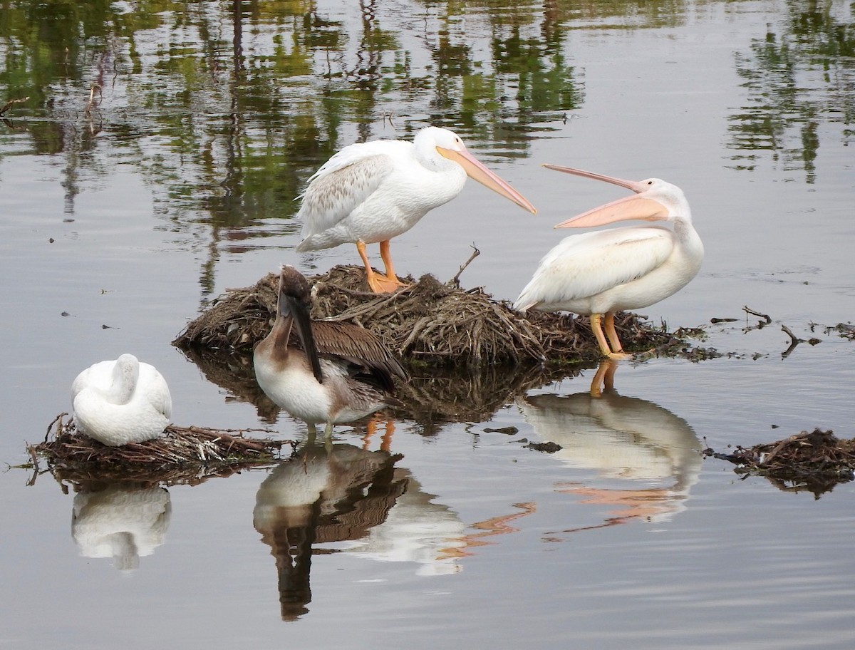 American White Pelican - ML117653591