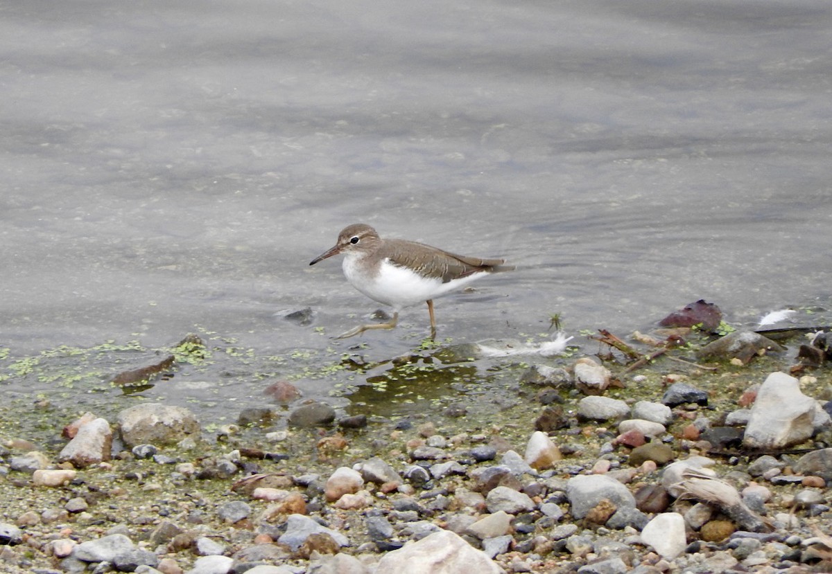 Spotted Sandpiper - ML117653851