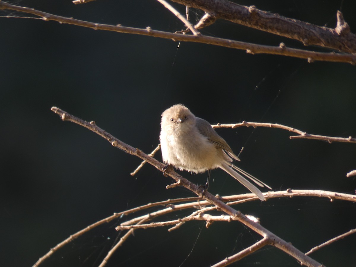 Bushtit - ML117654011