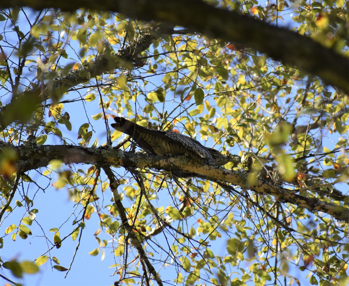 Common Nighthawk - ML117654141