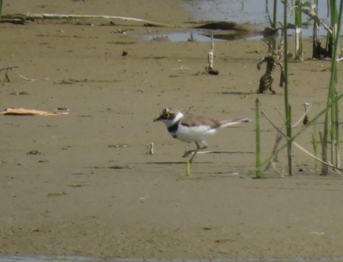 Little Ringed Plover - ML117654151