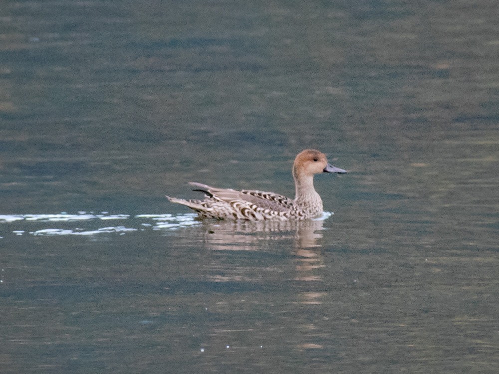 Northern Pintail - ML117654171