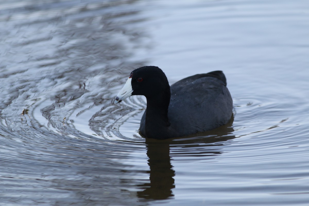 American Coot (Red-shielded) - Fran Morel