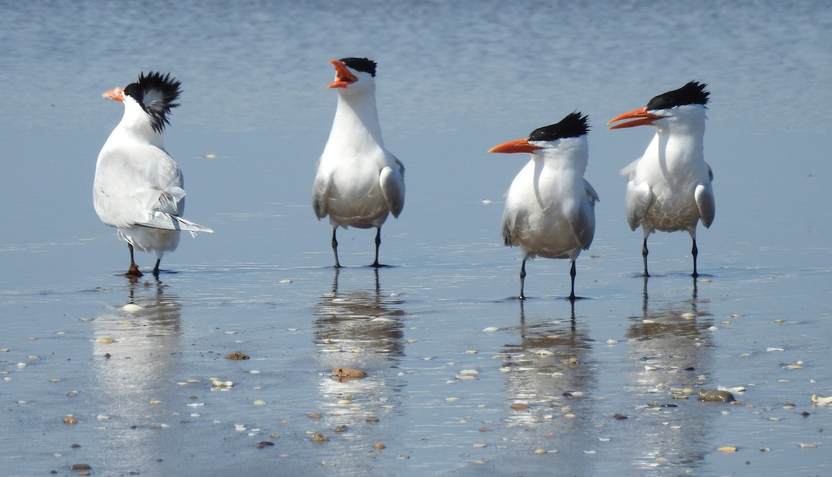 Royal Tern - ML117656511