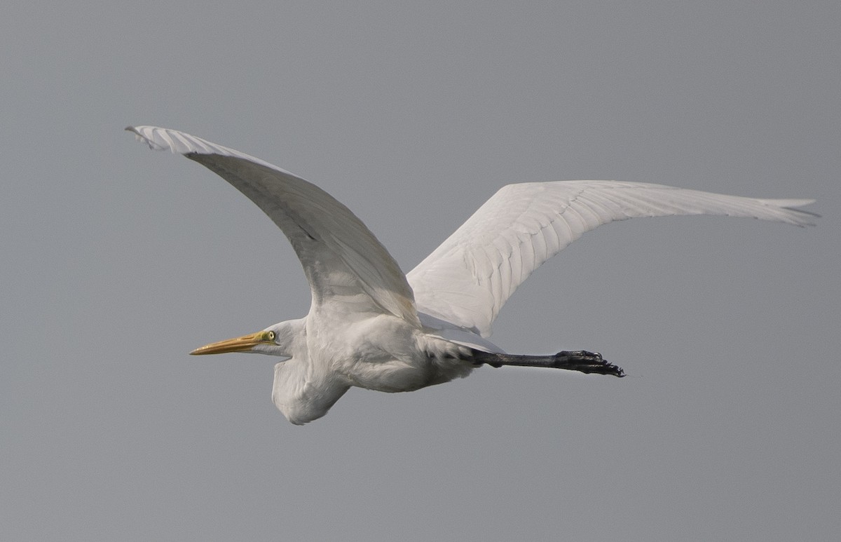 Great Egret - Norman Soskel