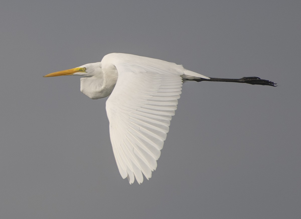 Great Egret - ML117658431