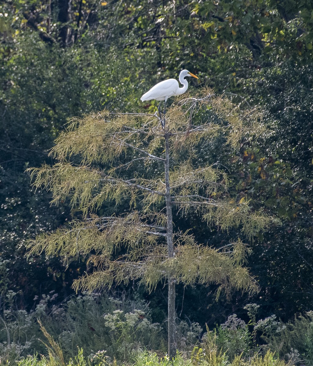 Great Egret - ML117658441