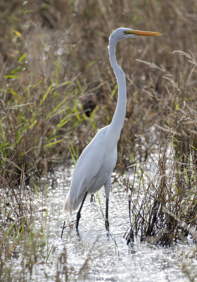 Great Egret - Norman Soskel