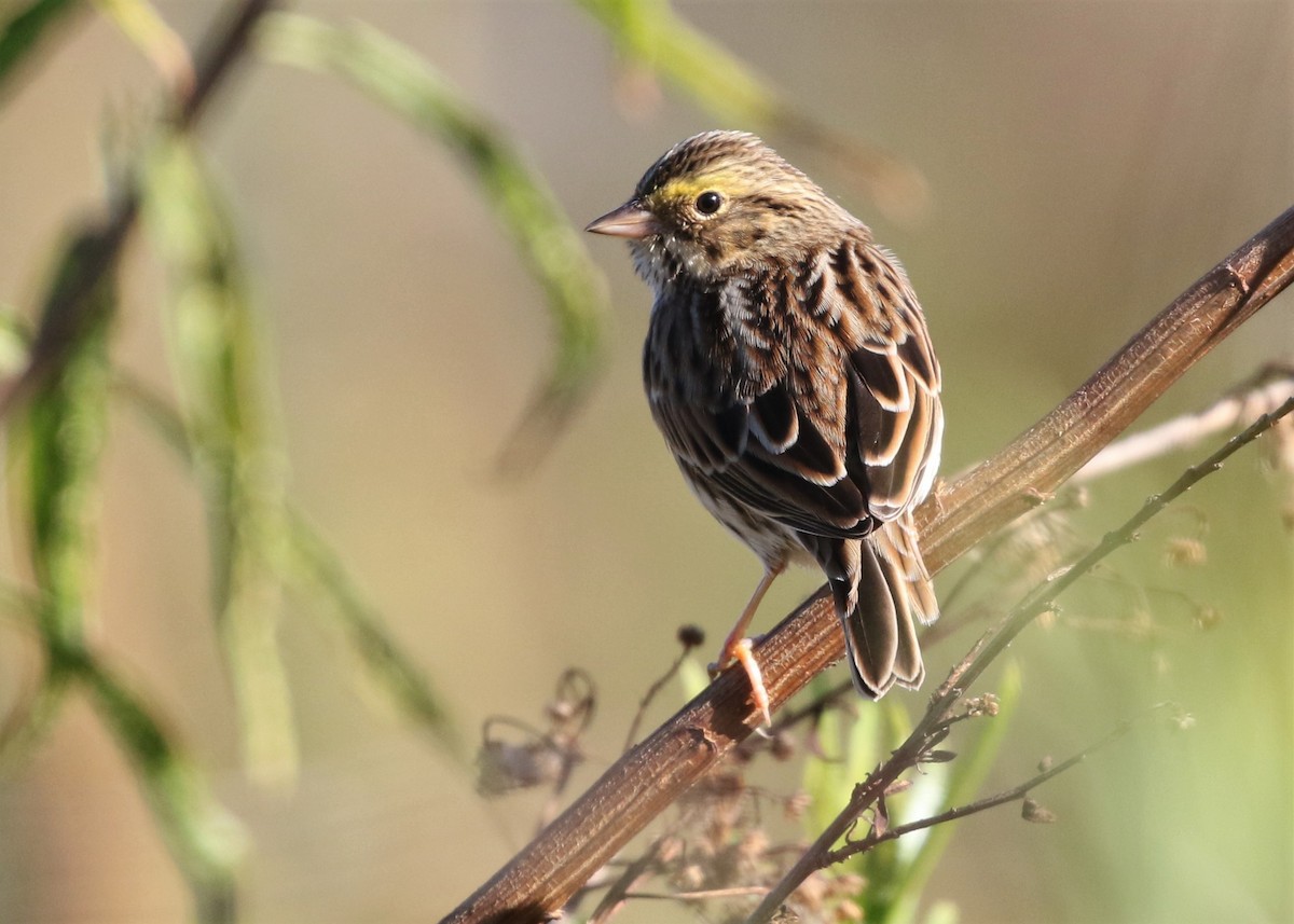 Savannah Sparrow - ML117659001