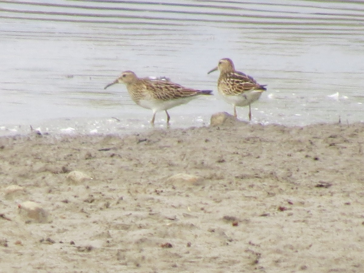 Pectoral Sandpiper - ML117659131