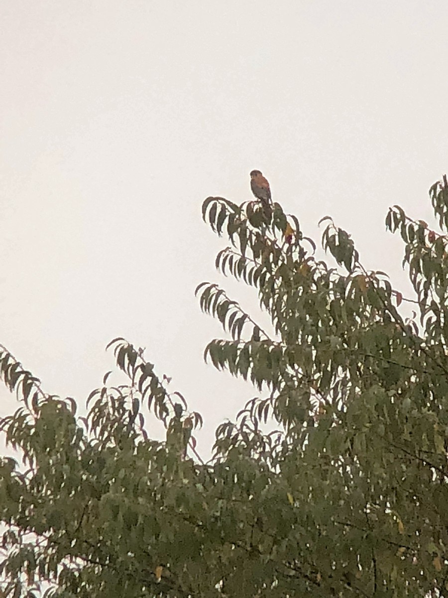 American Kestrel - ML117660301