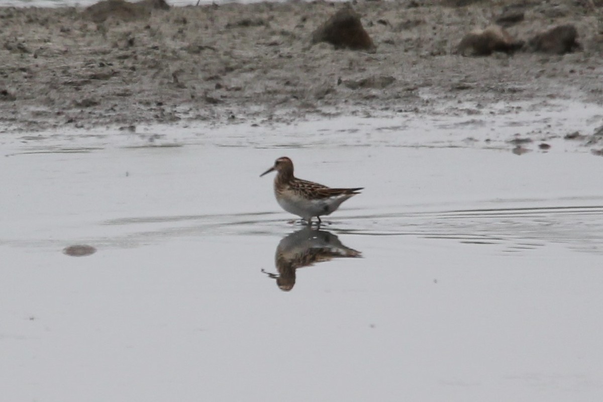 Pectoral Sandpiper - ML117662121