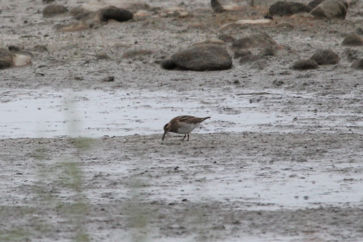 Pectoral Sandpiper - ML117662141