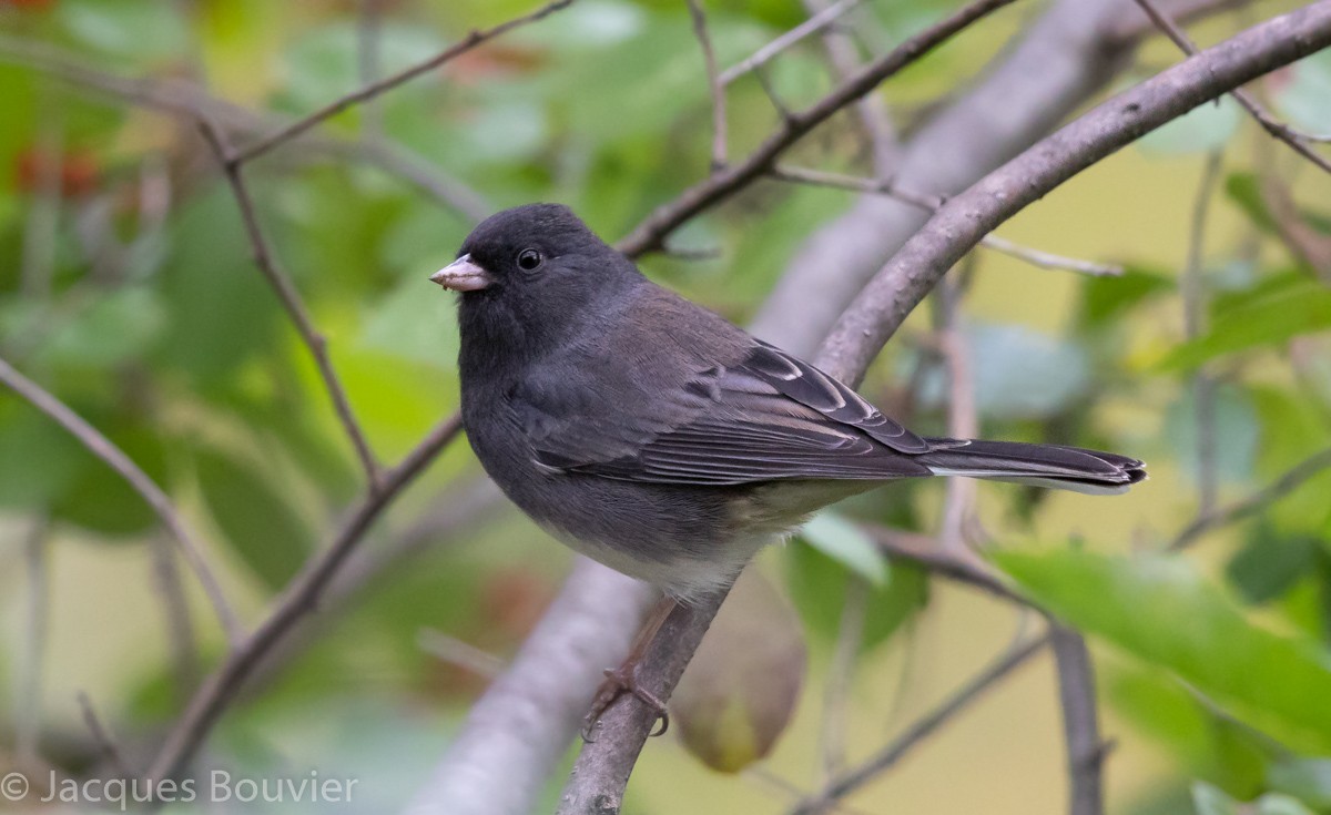 Dark-eyed Junco - Jacques Bouvier