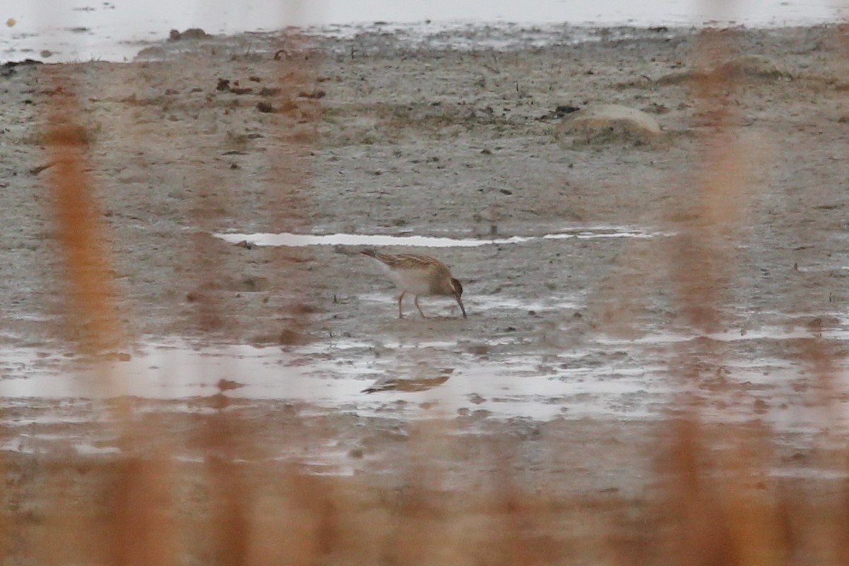 Pectoral Sandpiper - ML117662741