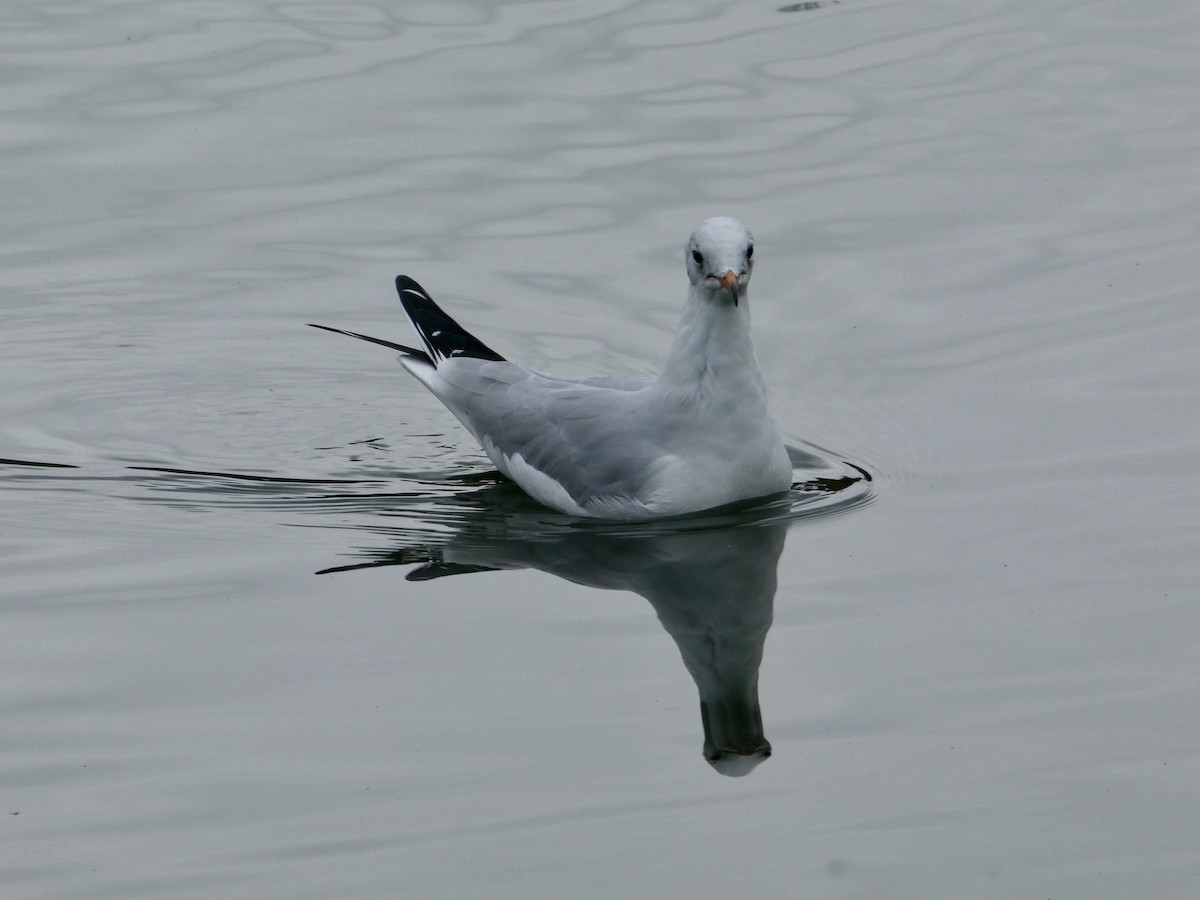 Mouette rieuse - ML117662811