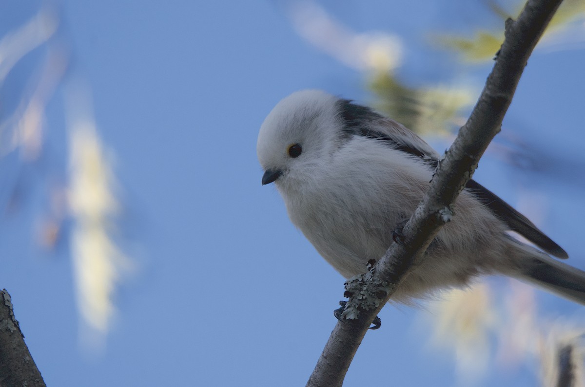 Long-tailed Tit - ML117663151