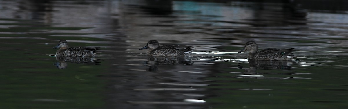 Green-winged Teal - ML117663241