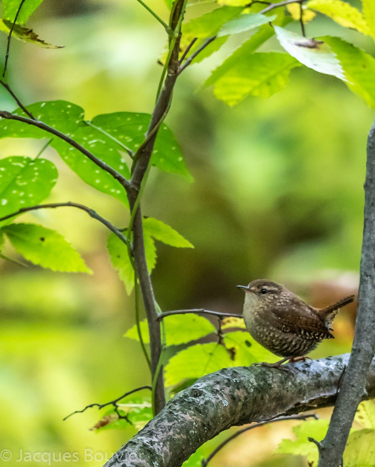 Winter Wren - ML117663561