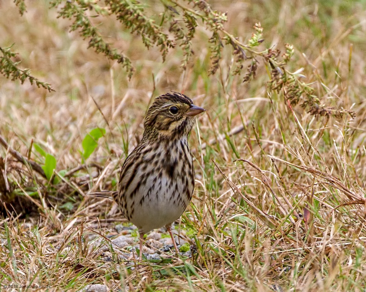 Savannah Sparrow - ML117664181