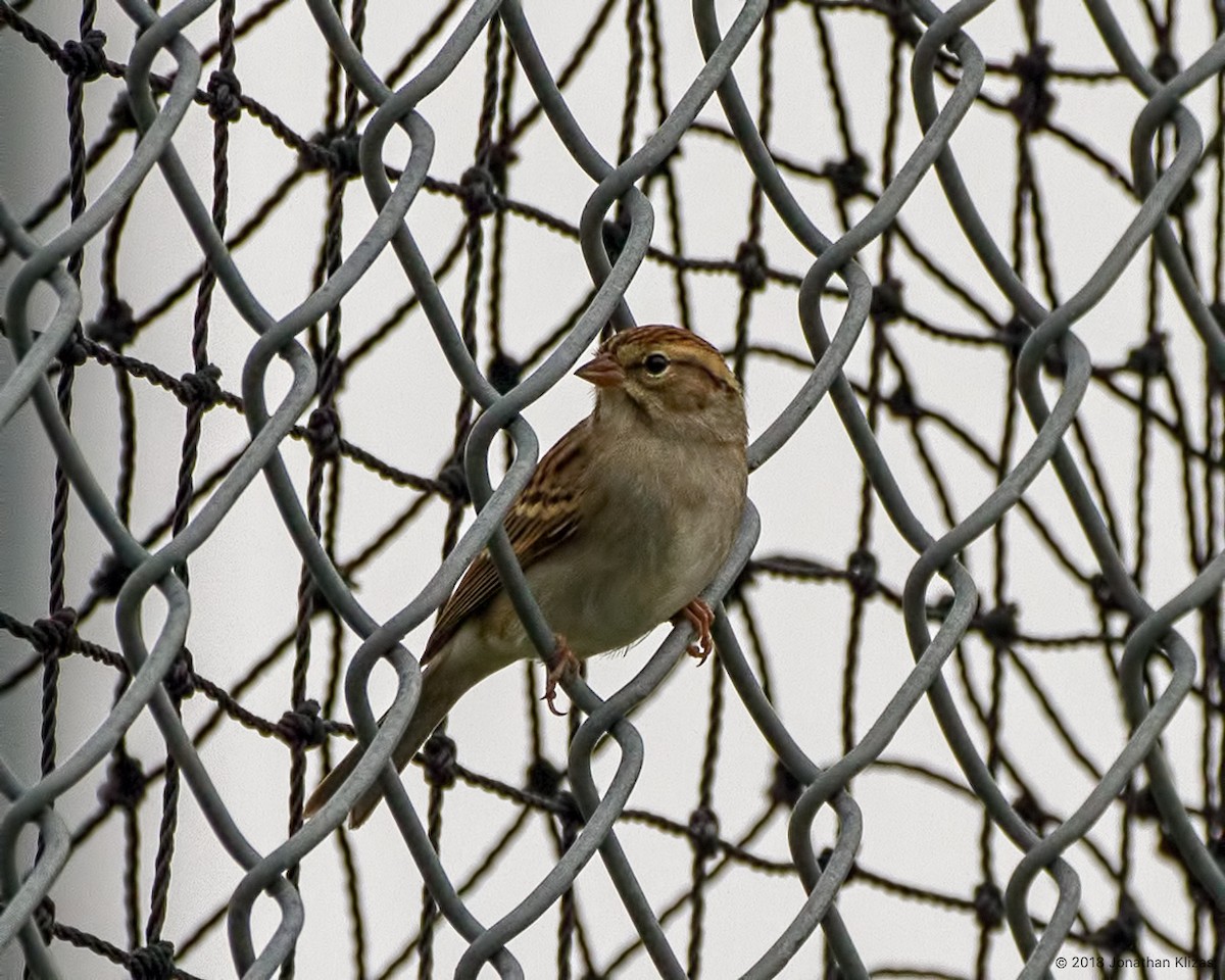 Chipping Sparrow - ML117664231