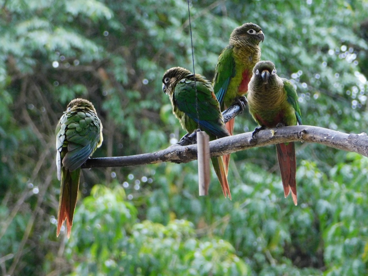 Maroon-bellied Parakeet - ML117665711