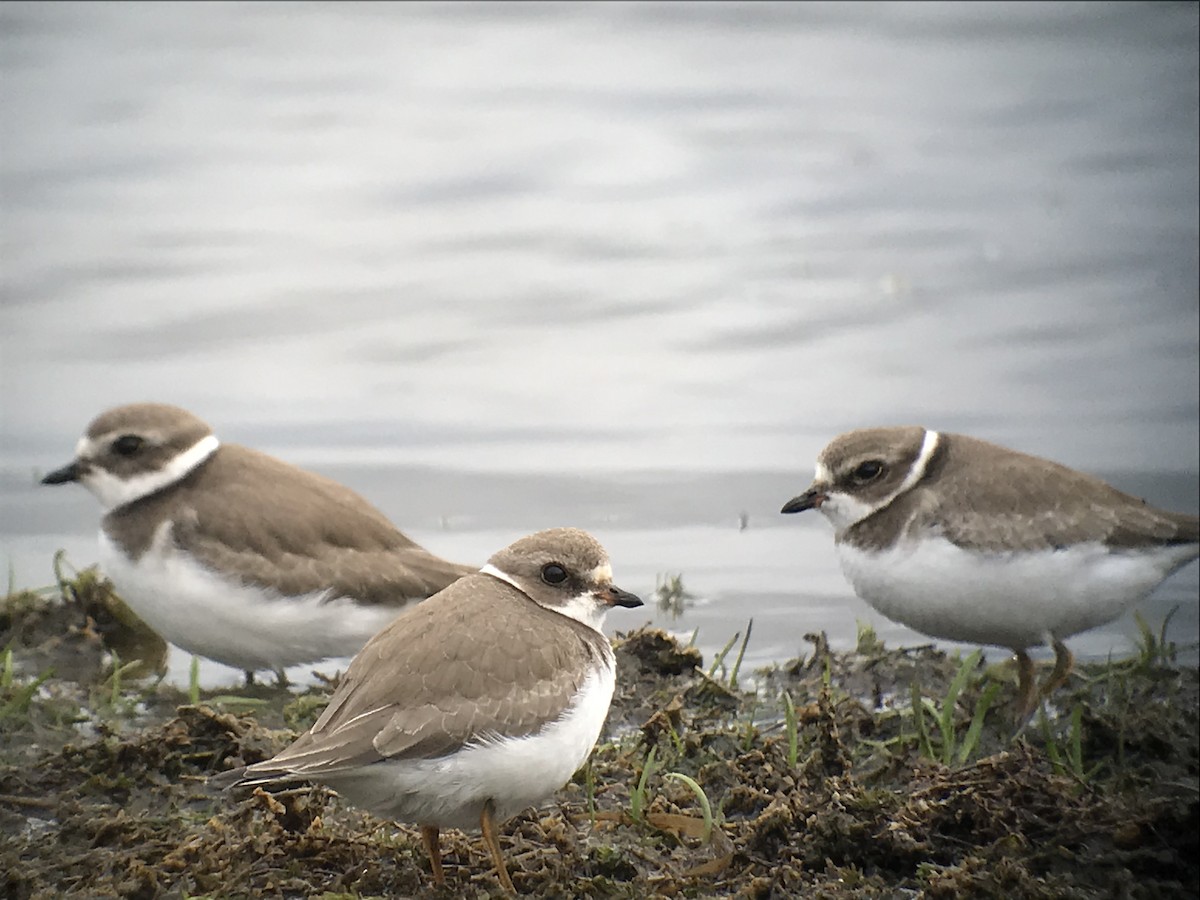Semipalmated Plover - ML117667611