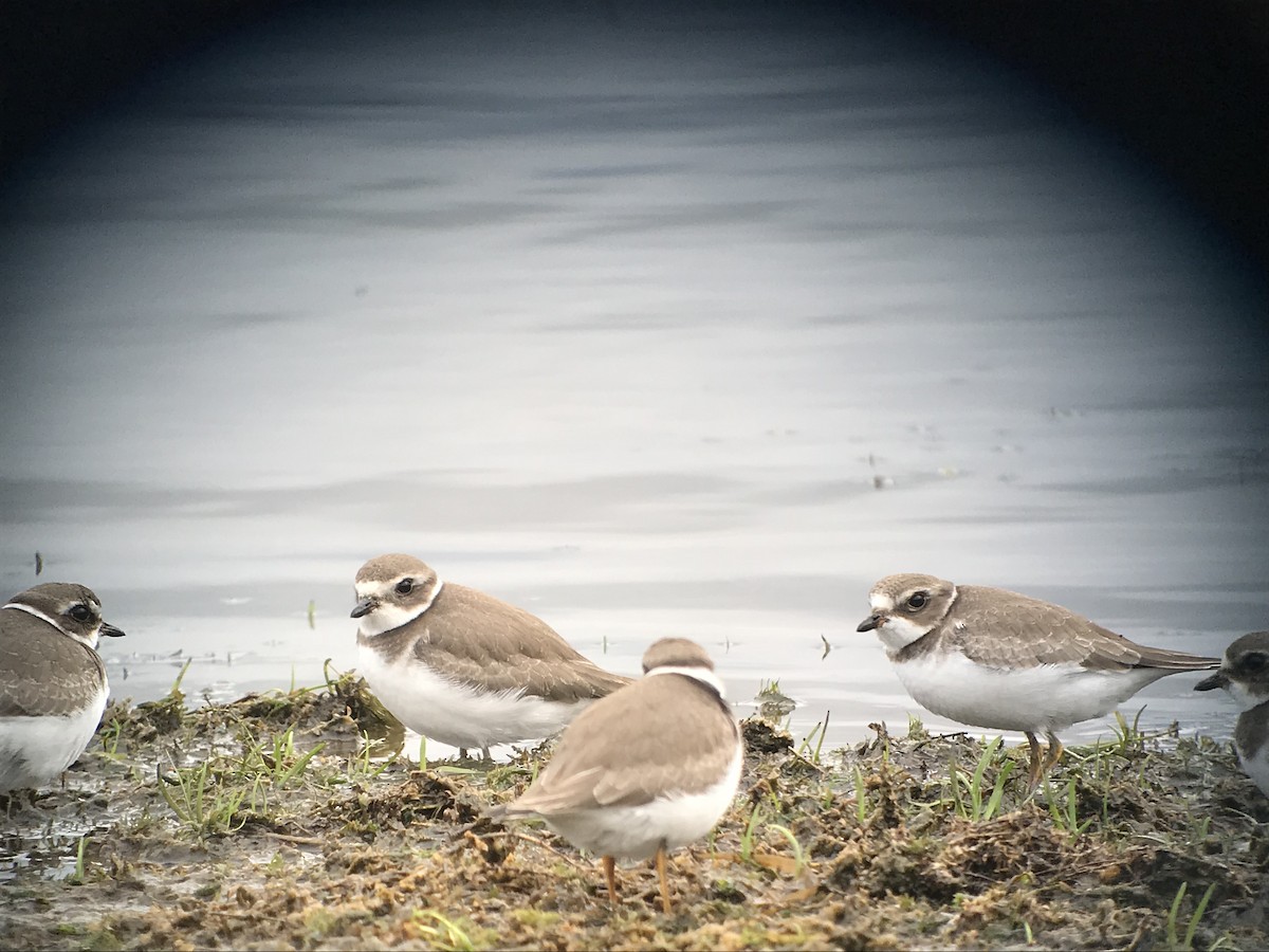 Semipalmated Plover - ML117667621