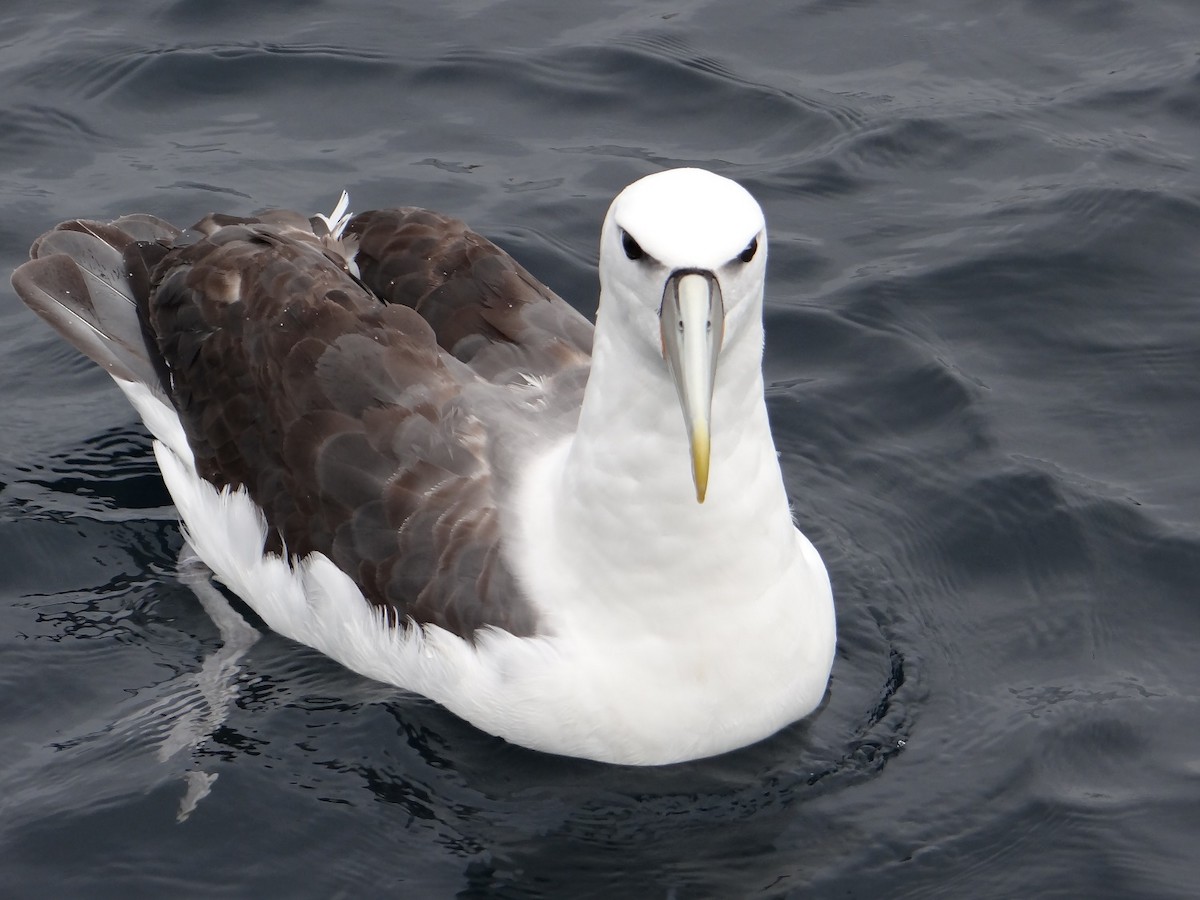 White-capped Albatross - Mats Jonasson