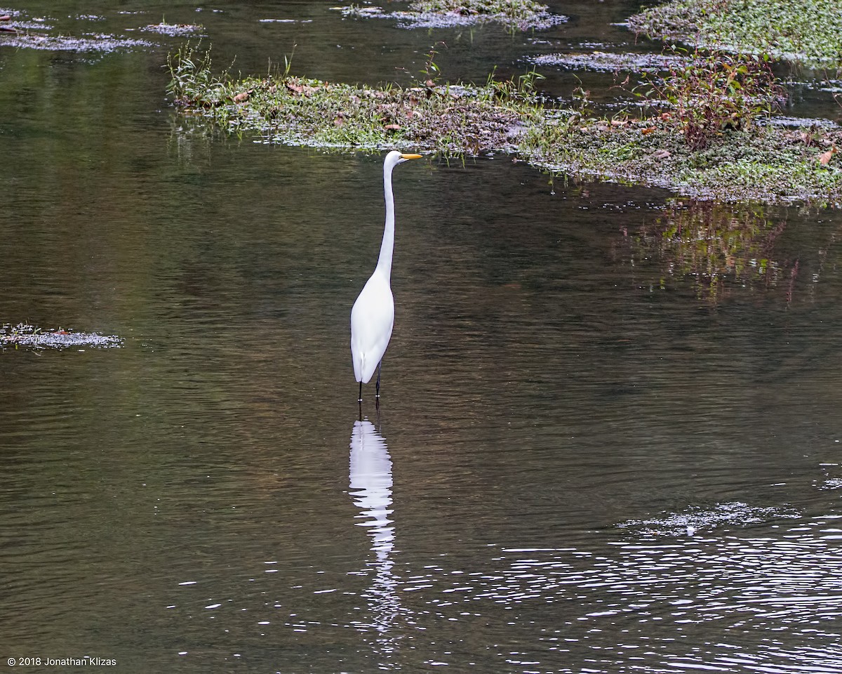 Great Egret - ML117670231