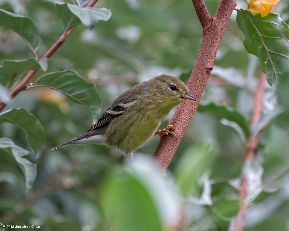 Blackpoll Warbler - ML117670431