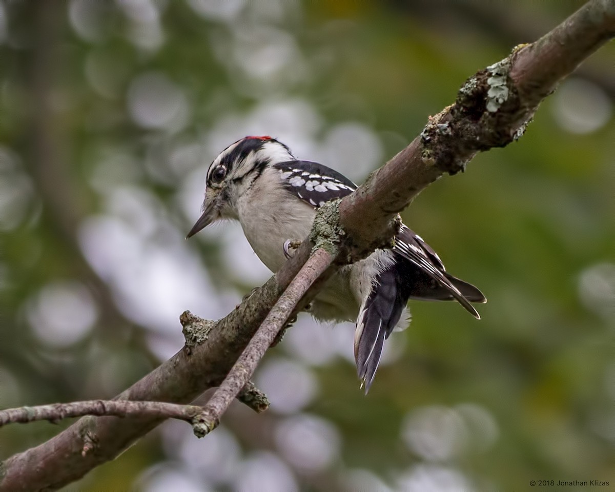Downy Woodpecker (Eastern) - ML117670481