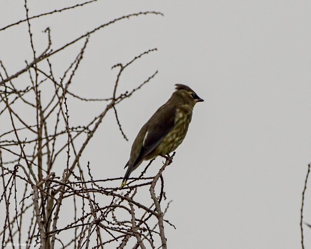 Cedar Waxwing - Jonathan Klizas