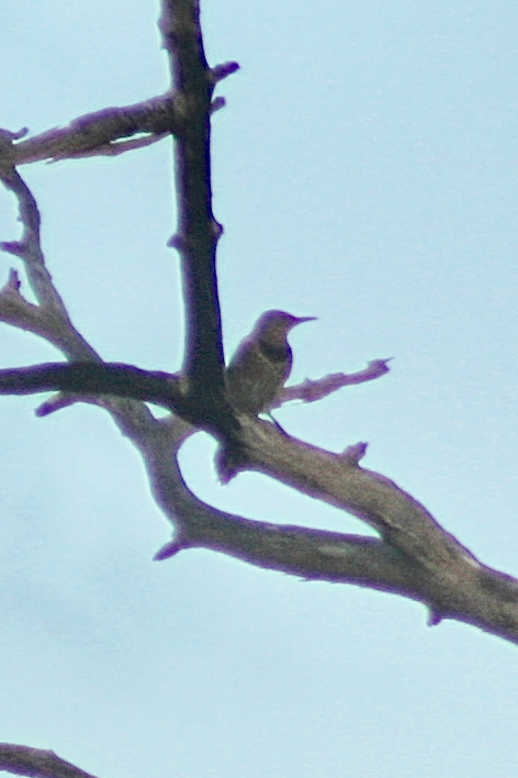 Northern Flicker - ML117670921