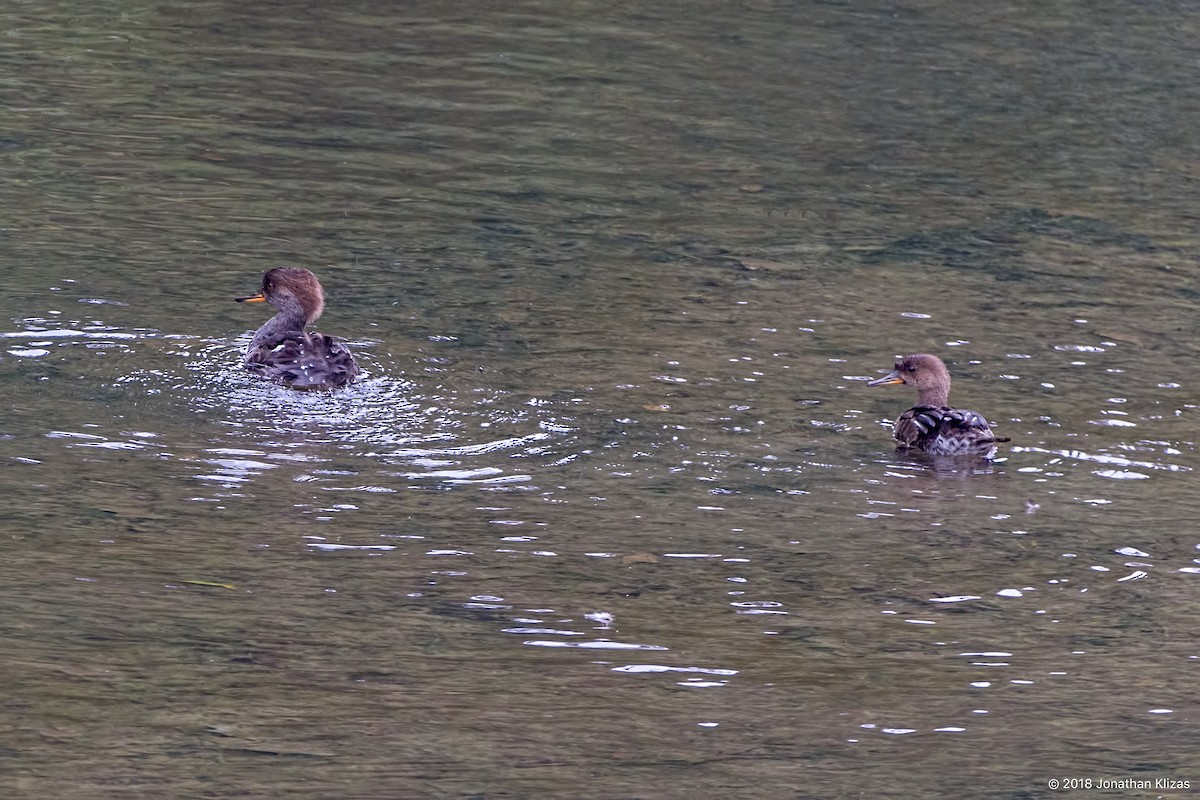 Hooded Merganser - ML117671831