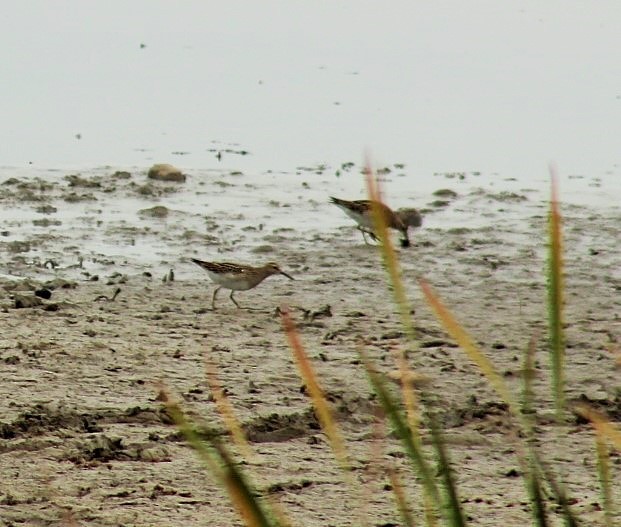 Pectoral Sandpiper - ML117673111