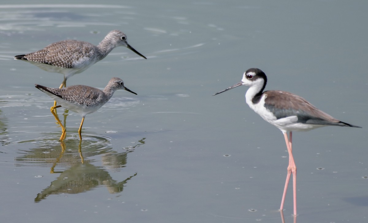 Black-necked Stilt - Mike Stewart