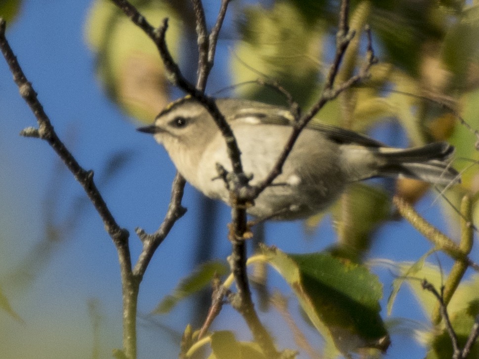 Golden-crowned Kinglet - ML117674481