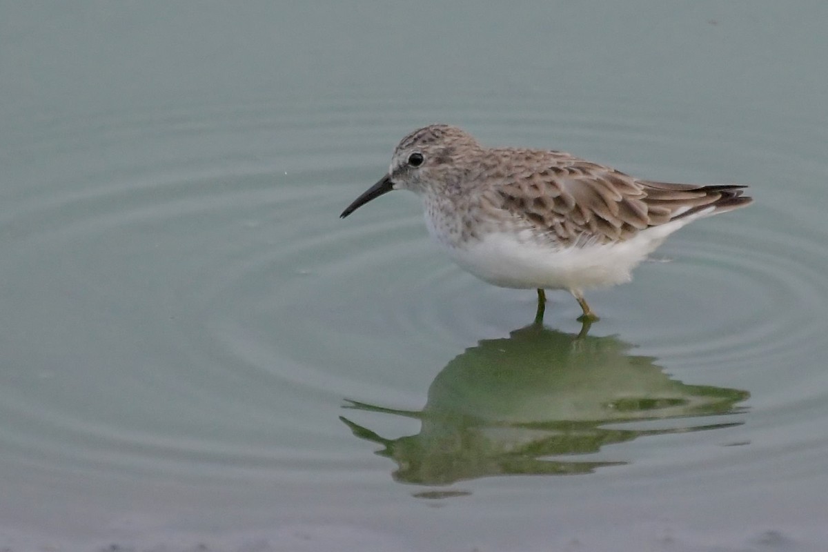 Least Sandpiper - ML117674491