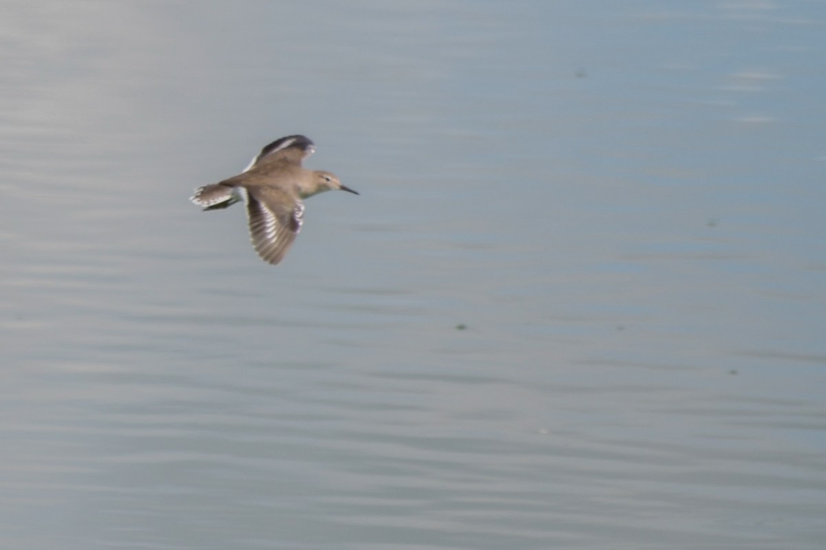 Spotted Sandpiper - ML117674531